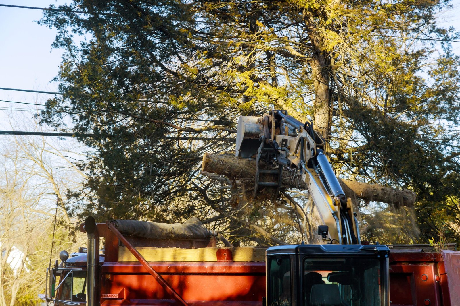 24/7 Emergency Tree Removal Cost: Fort McCoy, FL Guide