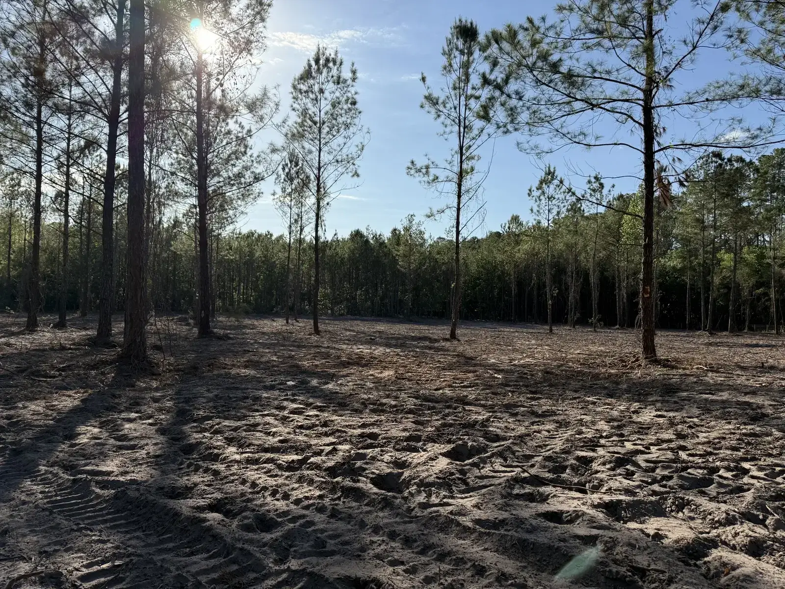 A wide-angle photo of cleared forestry land with dark, sandy soil and vehicle tracks. Several slender pine trees remain standing in the foreground, bordering a dense young forest under a bright blue sky.