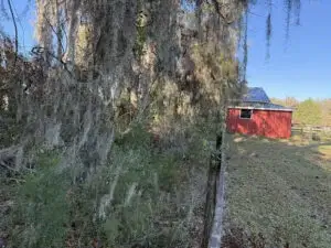 A vibrant red barn stands in the sunny distance on a grassy field, separated from the foreground by a wooden fence line. Large trees covered in long strands of gray-green Spanish Moss dominate the left side of the frame.