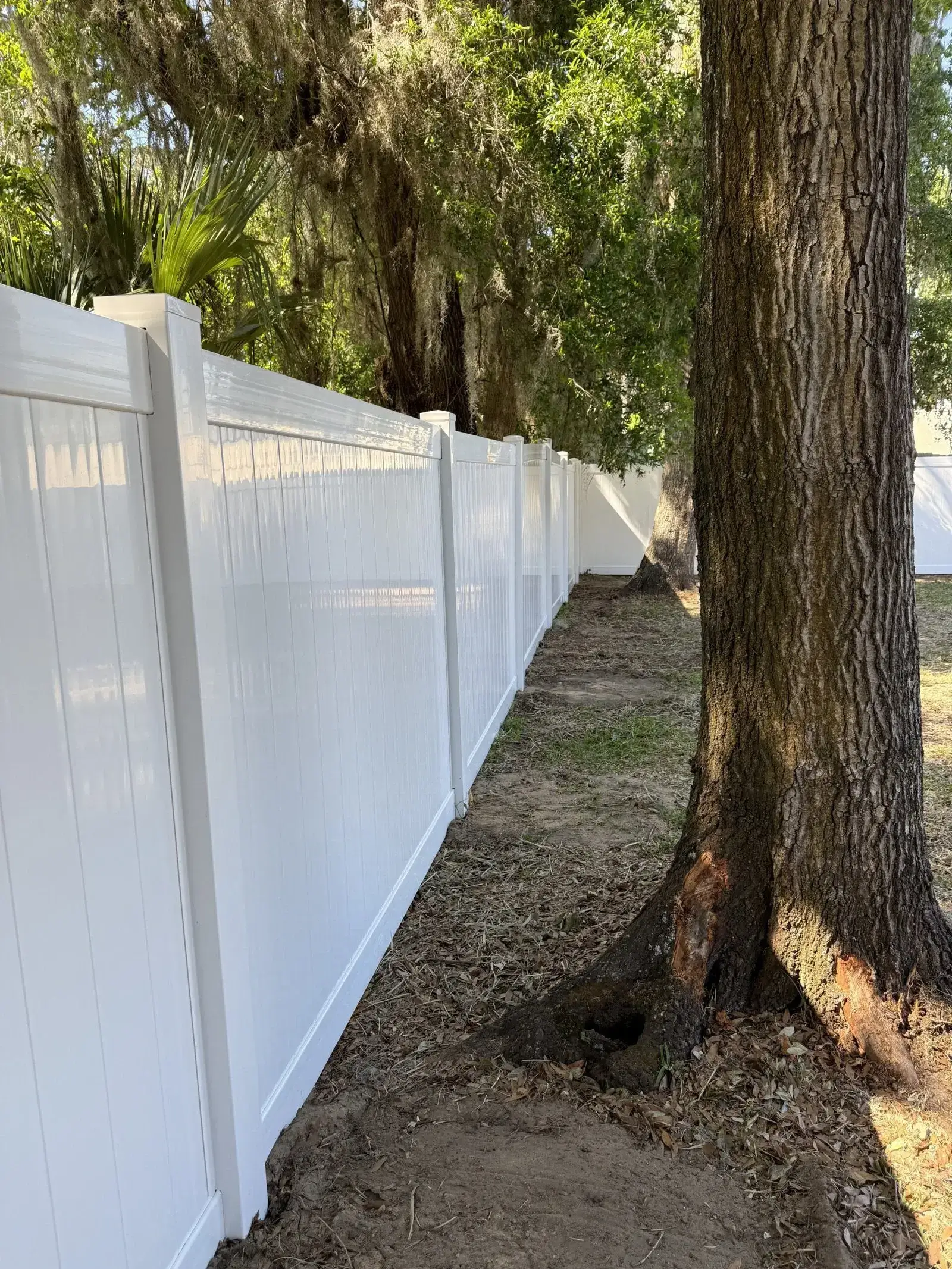 A newly installed white vinyl privacy fence stands brightly next to a large tree trunk and a wooded area with trees draped in Spanish moss and palm fronds.