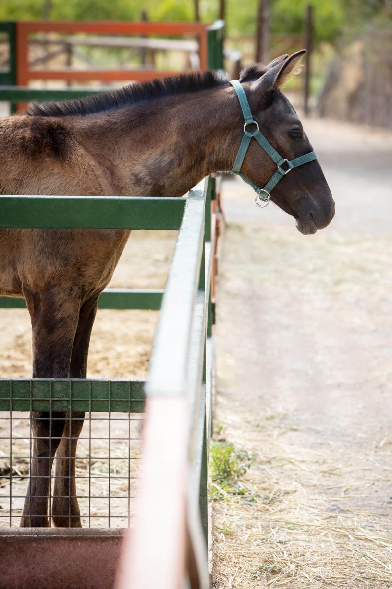 Side profile of a young brown donkey foal wearing a teal halter, standing behind a green metal farm fence in an outdoor paddock.