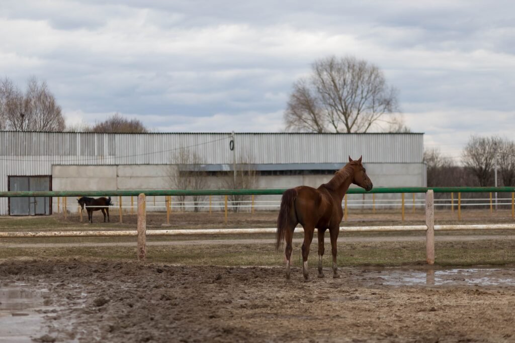 Brown horse standing in muddy paddock with cloudy sky and barn in background, highlighting equestrian training environment and drainage challenges.