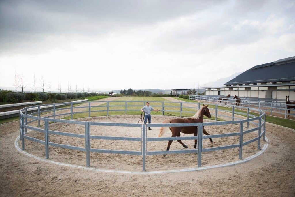 Male stablehand training a palomino horse in a round pen, showcasing equestrian practices relevant to Florida's horse communities.